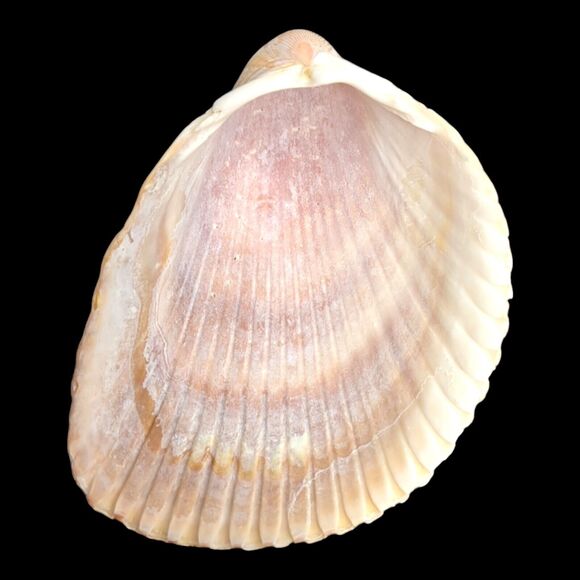 Lot 9 Atlantic Giant Cockle Shells Dinocardium Vobustum Nautical Seashells Beach - Picture 15 of 16